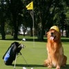 golf-dog